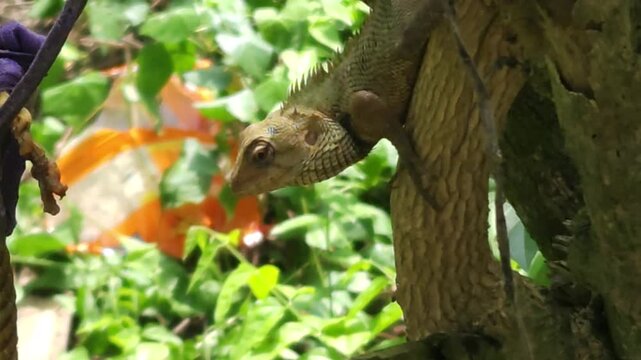 Garden lizard climbing on tree trunk in natural environment, reptile close up with detailed scales and texture, wildlife scene showing animal behavior, biodiversity and nature life in India.