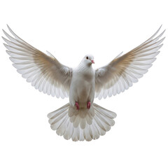 Fototapeta premium Graceful white dove in mid-flight with wings spread wide open isolated on transparent background