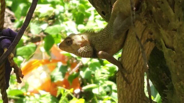Garden lizard climbing on tree trunk in natural environment, reptile close up with detailed scales and texture, wildlife scene showing animal behavior, biodiversity and nature life in India.