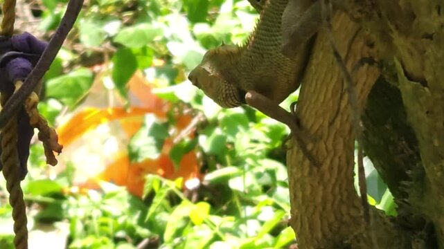 Garden lizard climbing on tree trunk in natural environment, reptile close up with detailed scales and texture, wildlife scene showing animal behavior, biodiversity and nature life in India.