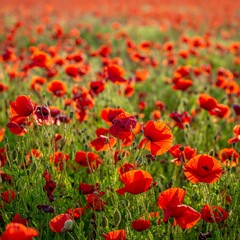 Fototapeta premium Vast Field Of Red Poppies Under Bright Sunlight