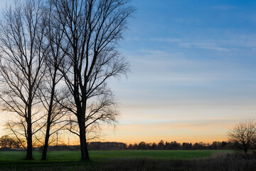 Obraz premium Trees against the sunset sky