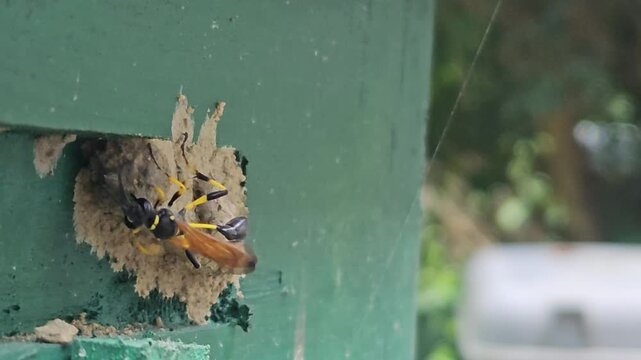 Wasp building mud nest on painted wooden surface in macro close up, insect constructing home with clay material, detailed wildlife behavior showing nesting, ecosystem and natural engineering in India