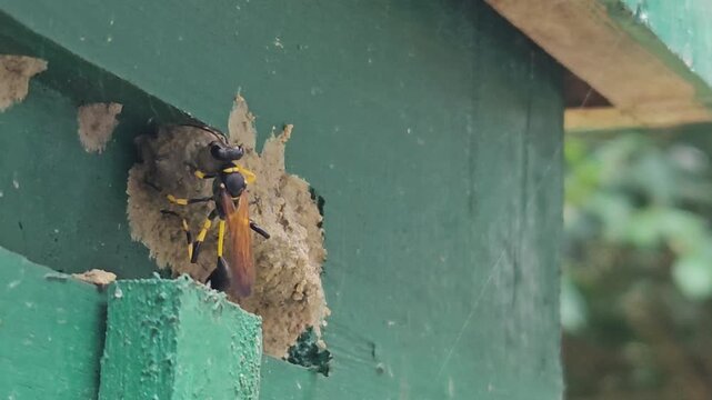 Wasp building mud nest on painted wooden surface in macro close up, insect constructing home with clay material, detailed wildlife behavior showing nesting, ecosystem and natural engineering in India