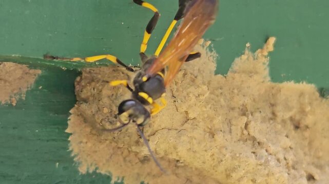 Wasp building mud nest on painted wooden surface in macro close up, insect constructing home with clay material, detailed wildlife behavior showing nesting, ecosystem and natural engineering in India