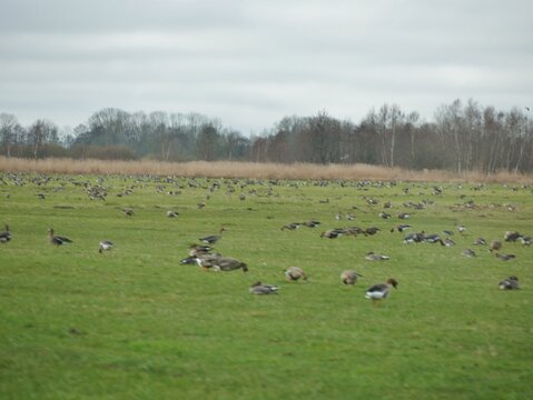 Massen an Graug&auml;nsen auf der Wiese on Ostfriesland