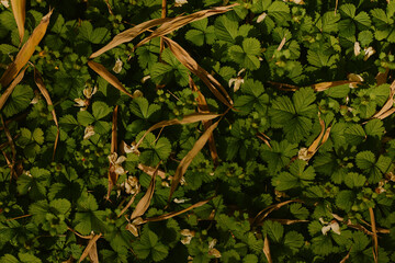 Naklejka premium clover leaves ground green plants grass create a dense natural carpet with scattered dried blades and tiny flowers, closeup texture and pattern of foliage in outdoor nature setting