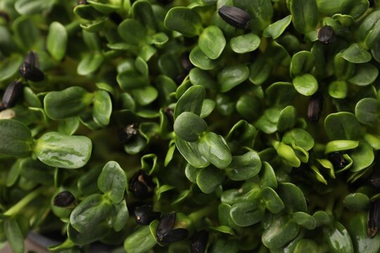 Fresh ripe microgreens as background, closeup view