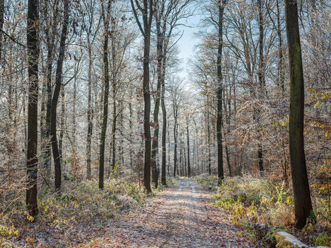 Footpath through Forest of Oak Trees covered by Hoarfrost