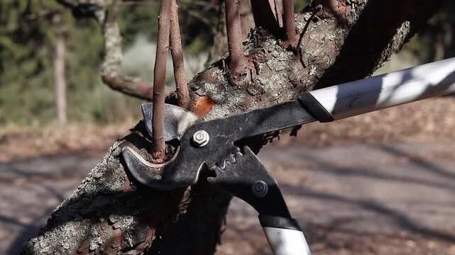 The process of pruning trees in the garden using a large garden pruner. The metal blades of the pruner grip the branch, the pruning process. Pruning branches to improve the health of the plant