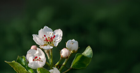 Kwiaty gruszy pospolitej Pyrus communis © arteffect.pl