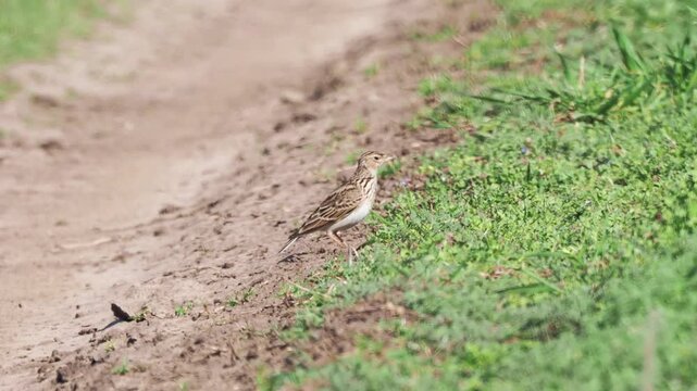 Eurasian skylark (Alauda arvensis) on the ground in early spring