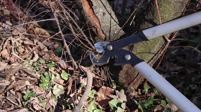 The process of pruning trees in the garden using a large garden pruner. The metal blades of the pruner grip the branch, the pruning process. Pruning branches to improve the health of the plant