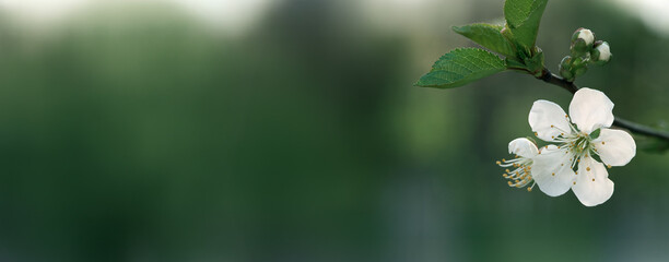 Kwiaty wiśni pospolitej Prunus cerasifera © arteffect.pl