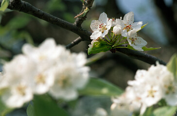 Kwiaty wiśni pospolitej Prunus cerasifera © arteffect.pl