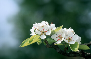 Kwiaty wiśni pospolitej Prunus cerasifera © arteffect.pl