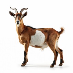 Fototapeta premium Brown and white goat stands alertly on white background. This domestic animal has short curved horns and a shaggy coat. It looks forward with curious eyes.