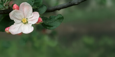 Kwiaty jabłoni  - kwitnąca gałązka © arteffect.pl