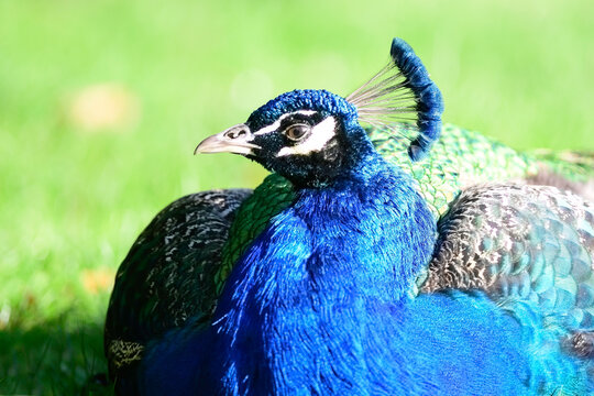 Majestic Peacock Resting on Lush Green Lawn