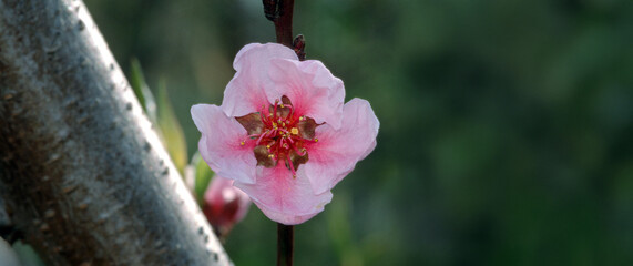Kwiaty brzoskwini zwyczajnej (Prunus persica) © arteffect.pl