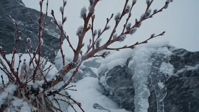 Snowy winter scene with pussy willows growing among rocks and icicles under a cloudy sky.