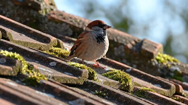 House sparrow perched on a mossy tiled roof in the sunlight, chirping and surveying its surroundings