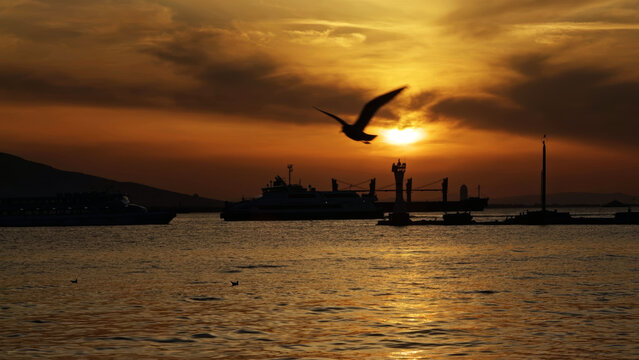 Seagull Flying Over Ferry and Cargo Ship at Sunset in Izmir Turkey