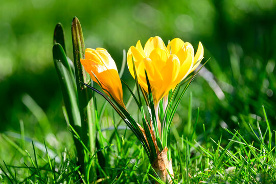 Golden Crocuses Blooming in Sunlit Spring Grass
