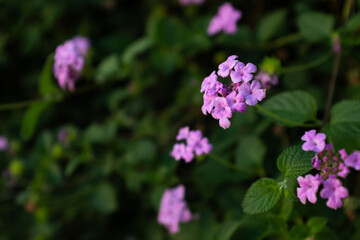 Obraz premium Pink lantana flowers with green leaves, soft bokeh background, tropical garden blooms, delicate floral clusters, summer nature scene, natural background with copy space