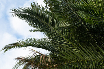 Fototapeta premium Palm leaves close up against sky, tropical foliage texture, green fronds detail, exotic plant background, summer nature, travel concept, copy space