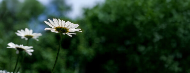 Złocień właściwy (Leucanthemum vulgare) © arteffect.pl