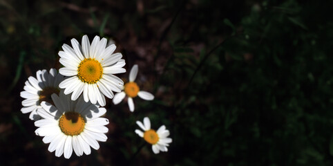 Złocień właściwy (Leucanthemum vulgare) © arteffect.pl