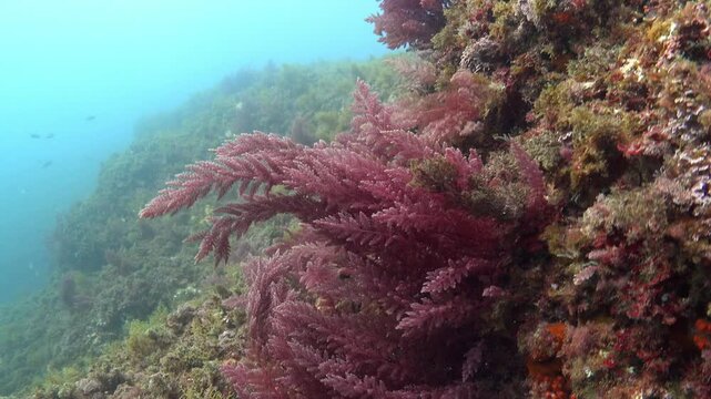 Underwater landscape - Red algae swings with the waves