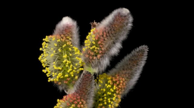Close view of a pussy willow branch with soft catkins and yellow stamens opening time lapse, isolated on pure black background.