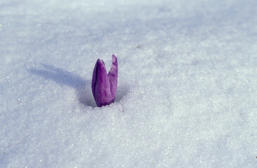 krokus przebijający się przez śnieg (rodzaj Crocus), znany również pod nazwą szafran.  © arteffect.pl