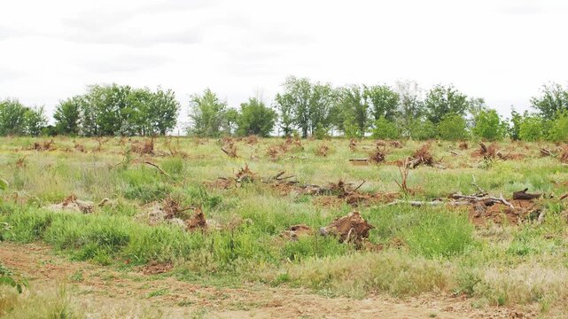 Deforestation process with uprooted tree stumps in a rural green field landscape