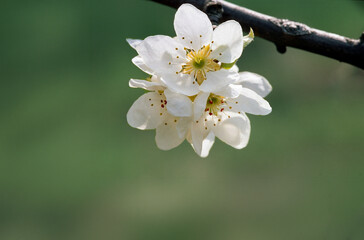 Kwiaty wiśni pospolitej Prunus cerasifera © arteffect.pl