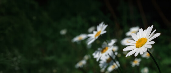 Złocień właściwy (Leucanthemum vulgare) © arteffect.pl