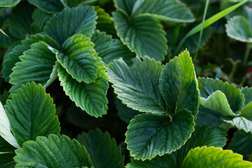 Strawberry plant leaves close up, green foliage texture, garden berry plant, natural background, fresh organic agriculture, macro detail, eco nature concept, copy space © vveronka