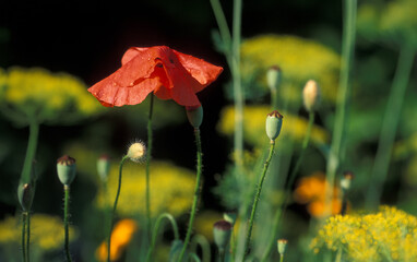 mak polny (Papaver rhoeas) pośród zboża © arteffect.pl