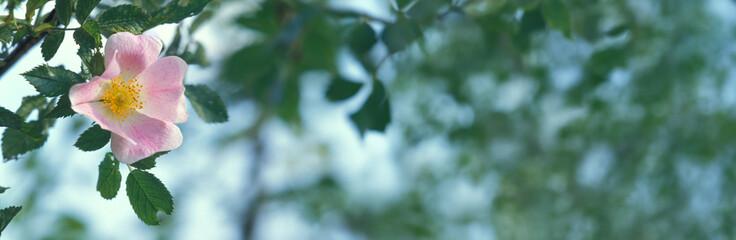 dzika róża (Rosa canina) © arteffect.pl