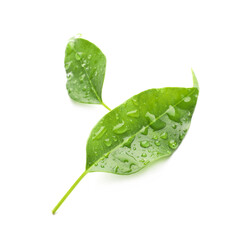 Two fresh green citrus leaves with water drops isolated on white