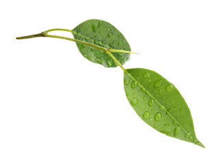 Branch with wet fresh green citrus leaves isolated on white