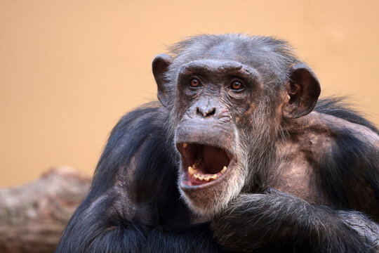 Chimpanzee primate close up portrait