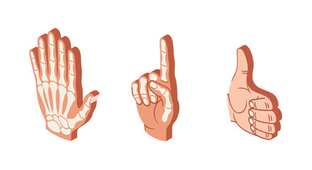 Fototapeta premium Isometric hand gestures with x-ray effect - skeleton, pointing, thumbs up