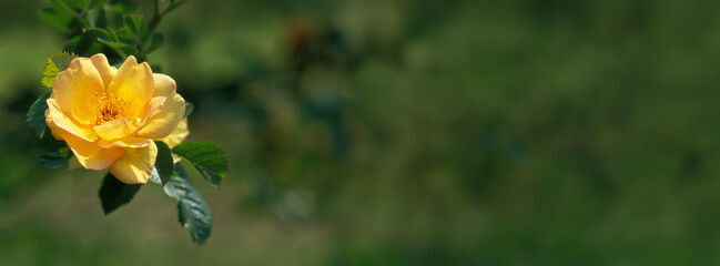 krzew z rodzaju róża (Rosa) żółty kwiat  © arteffect.pl