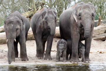 Asian elephant family group close up © Edwin Butter