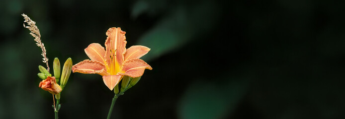 lilia tygrysia (Lilium lancifolium) © arteffect.pl