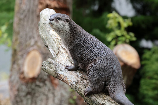 Asian small-clawed otter close up portrait
