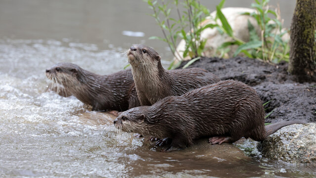 Asian small-clawed otter close up portrait